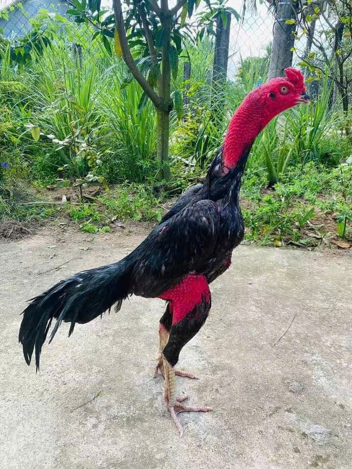 Gà Chọi Hoàng Tú 01