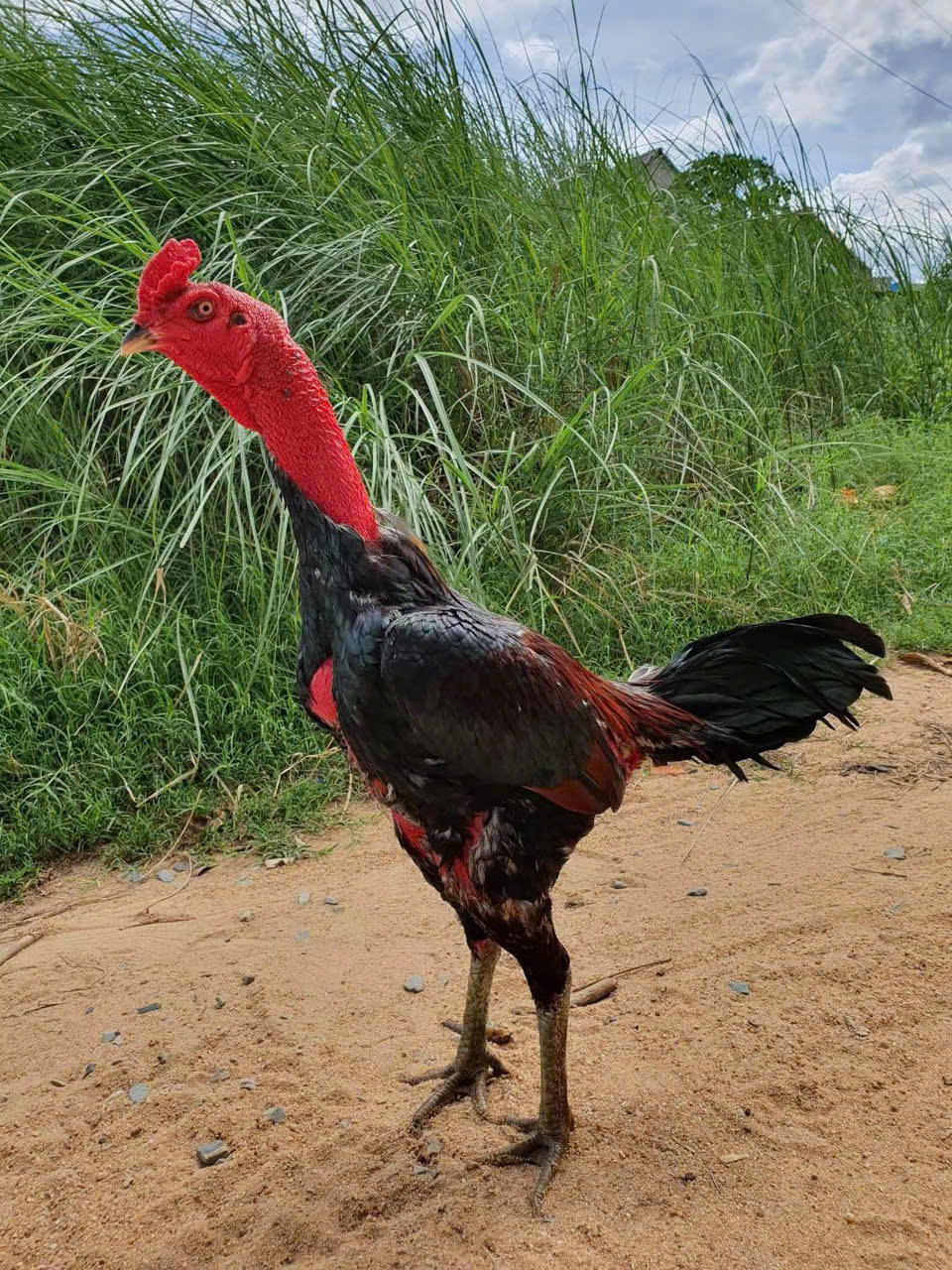 Gà Chọi Hoàng Tú 02