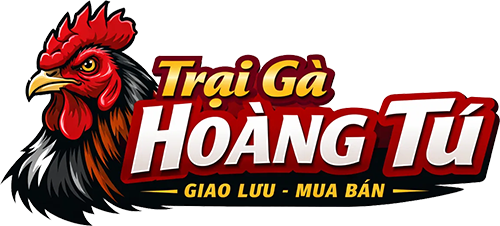 Gà Chọi Hoàng Tú
